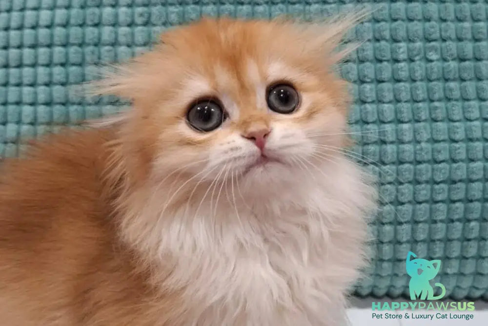 Xany Scottish Fold female black golden chinchilla - live animals