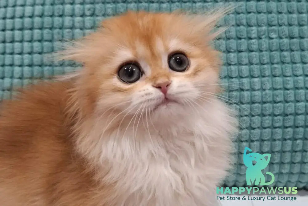 Xany Scottish Fold female black golden chinchilla - live animals
