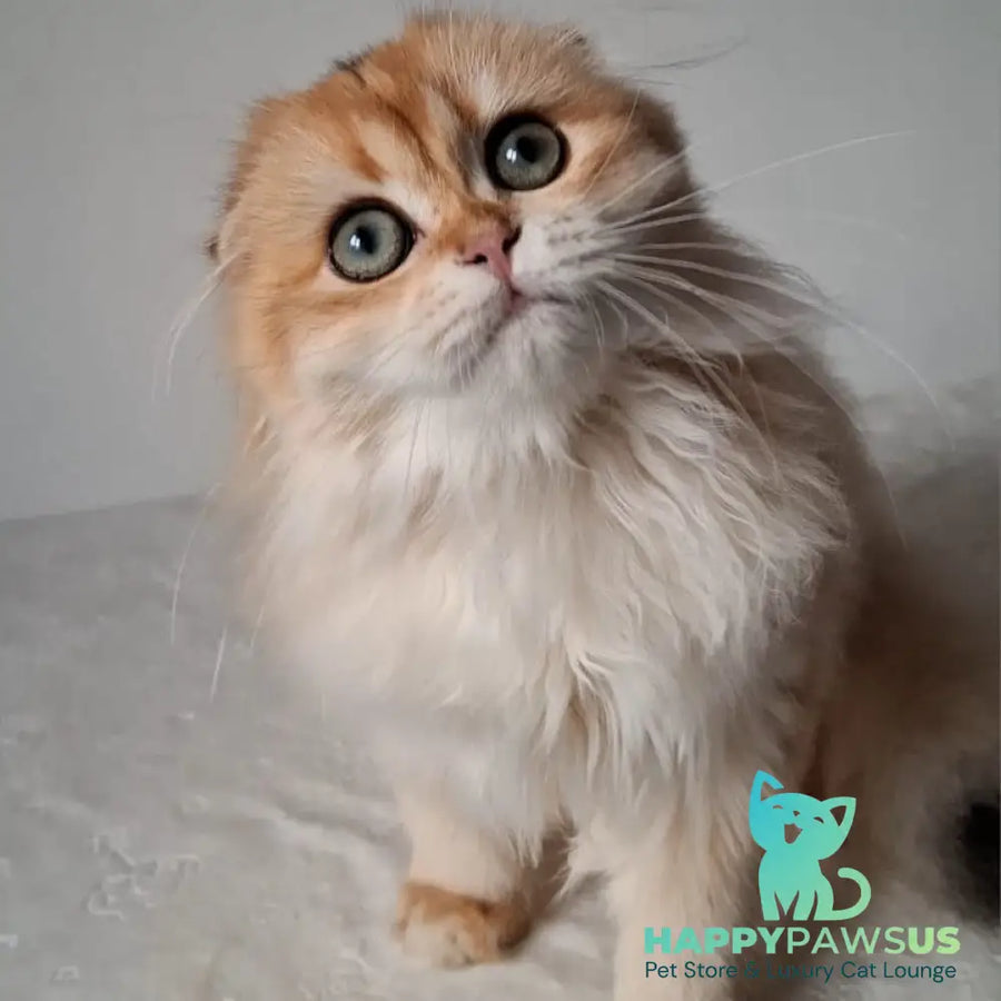 Xany Scottish Fold female black golden chinchilla - live animals