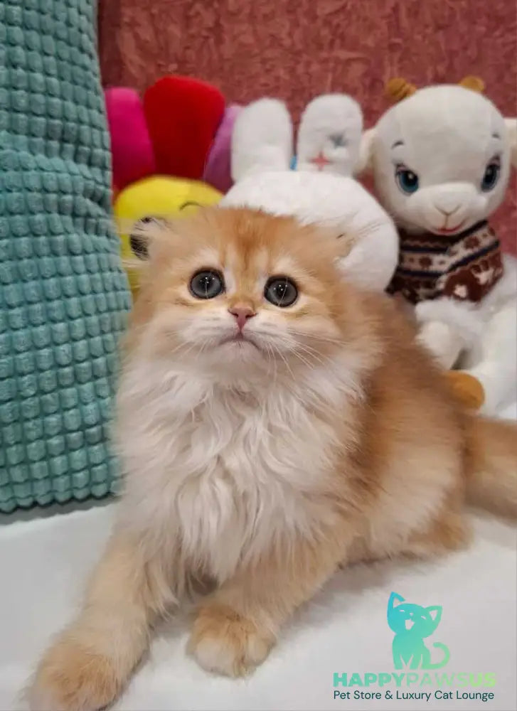 Xany Scottish Fold female black golden chinchilla - live animals