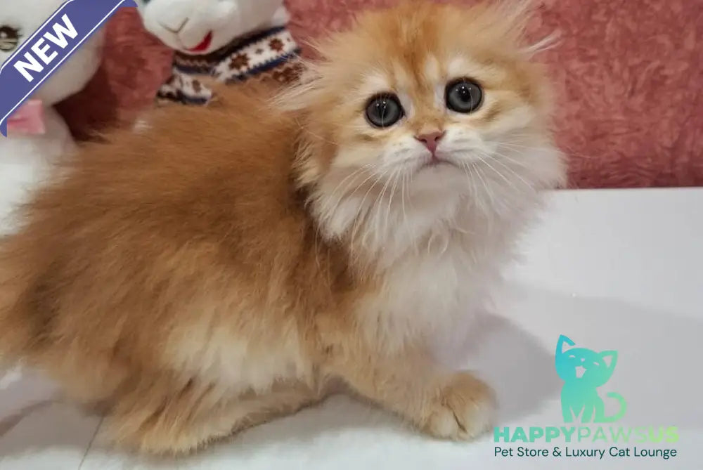 Xany Scottish Fold female black golden chinchilla - live animals