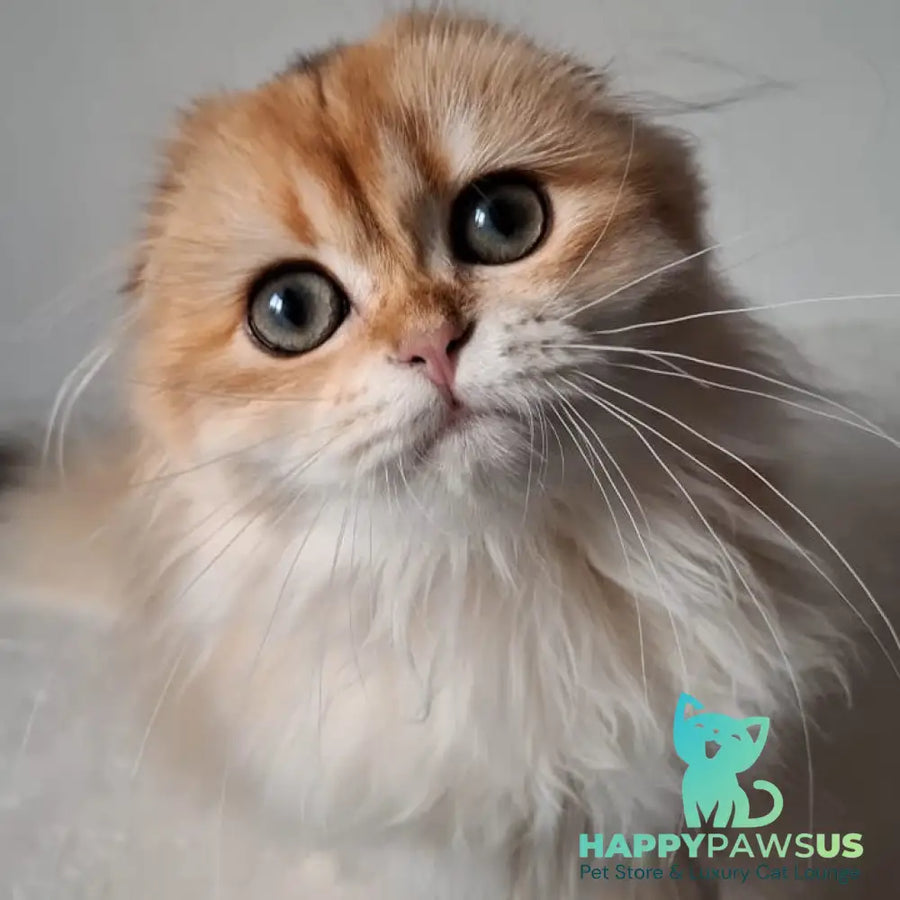 Xany Scottish Fold female black golden chinchilla - live animals