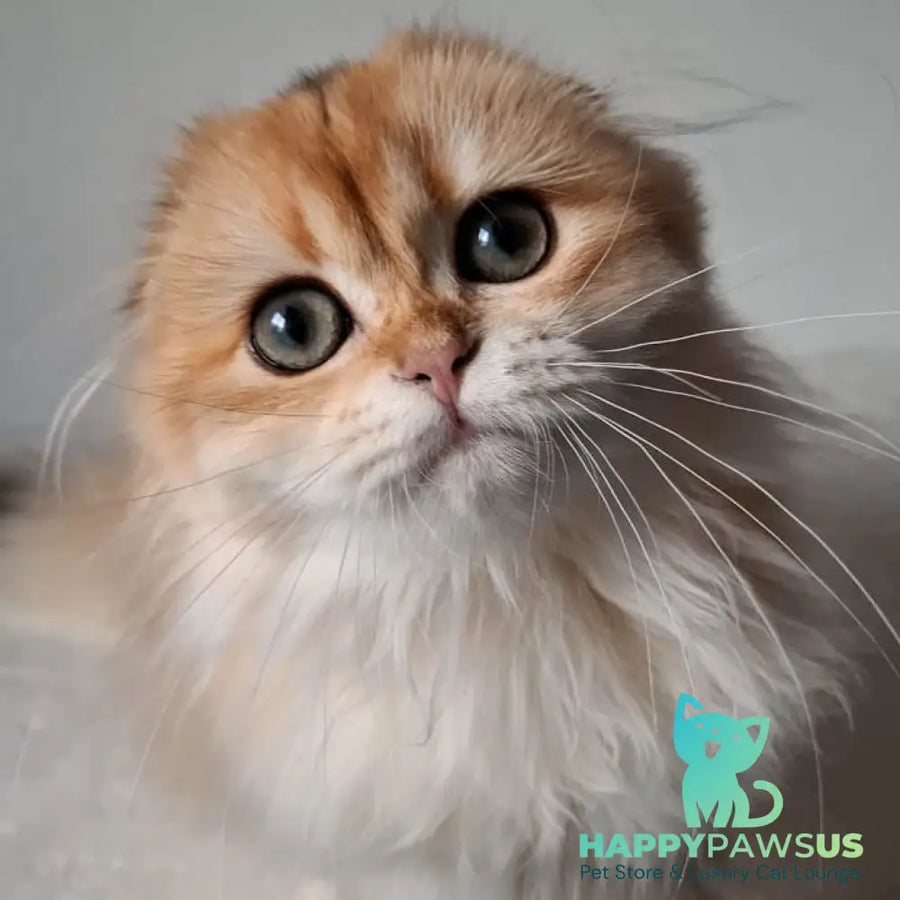 Xany Scottish Fold female black golden chinchilla - live animals