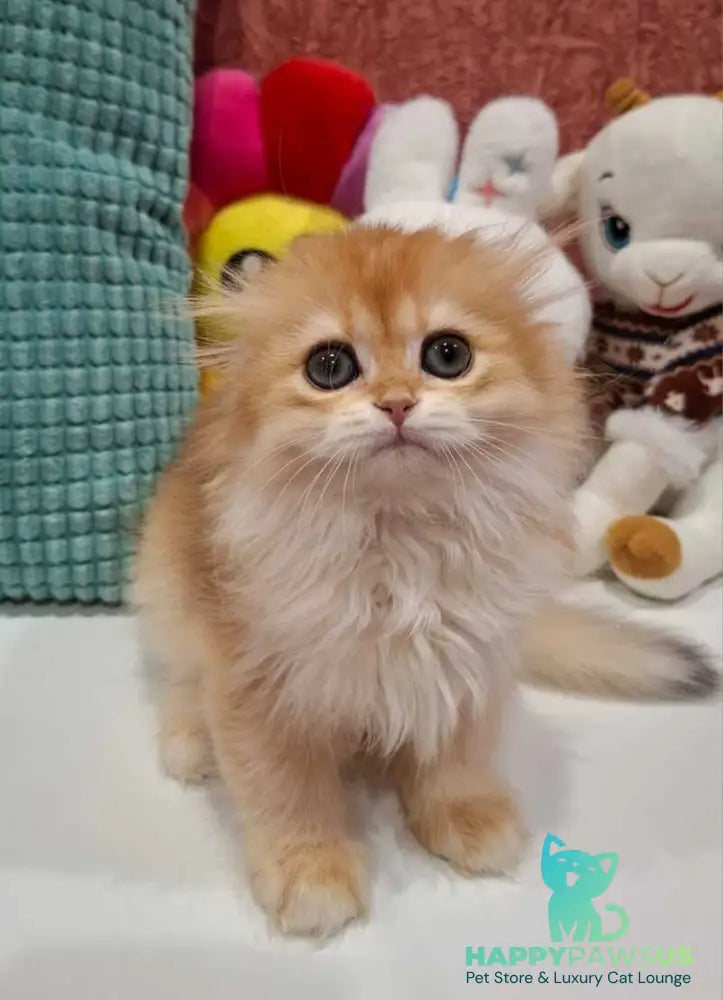 Xany Scottish Fold female black golden chinchilla - live animals