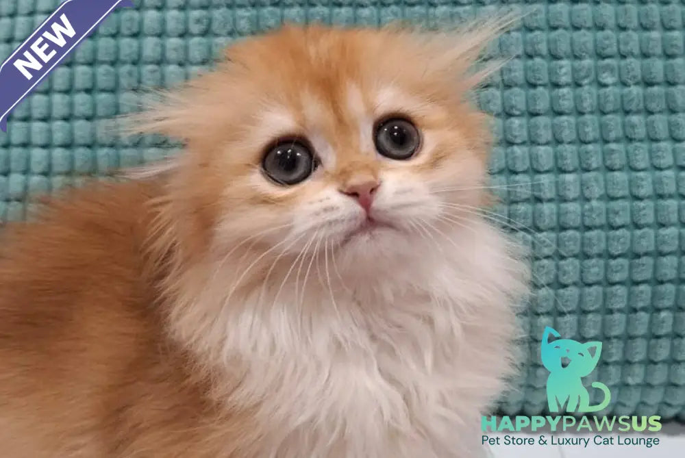 Xany Scottish Fold female black golden chinchilla - live animals