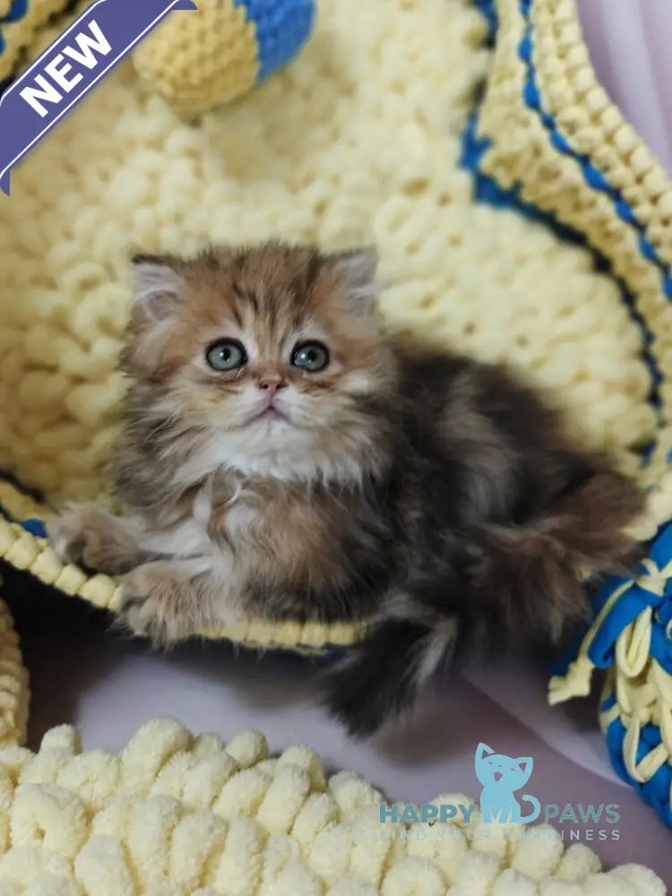 Xaomi Scottish Straight female black golden tabby live animals