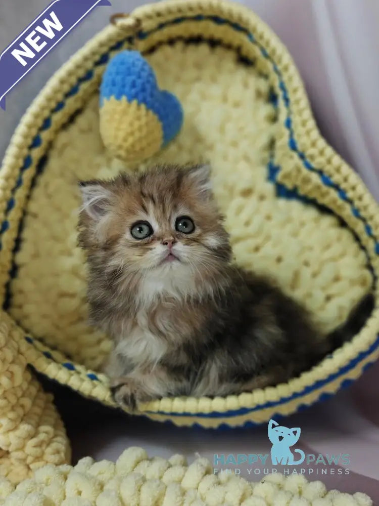 Xaomi Scottish Straight female black golden tabby live animals