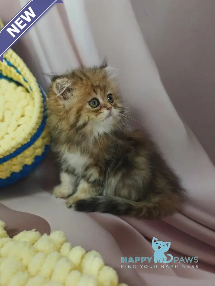 Xaomi Scottish Straight female black golden tabby live animals