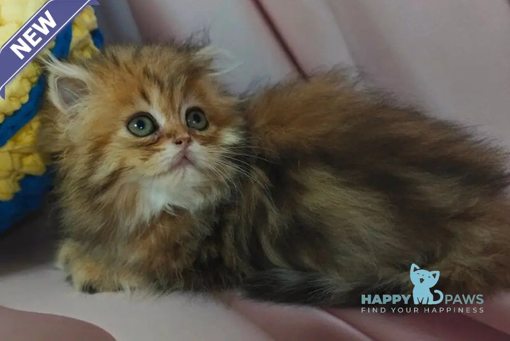 Xaomi Scottish Straight female black golden tabby live animals