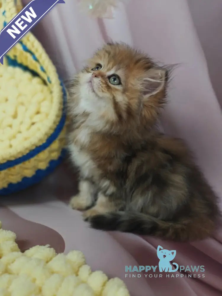 Xaomi Scottish Straight female black golden tabby live animals