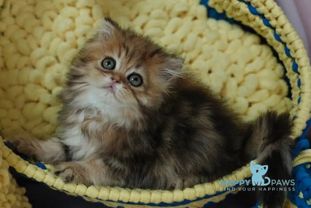 Xaomi Scottish Straight female black golden tabby live animals