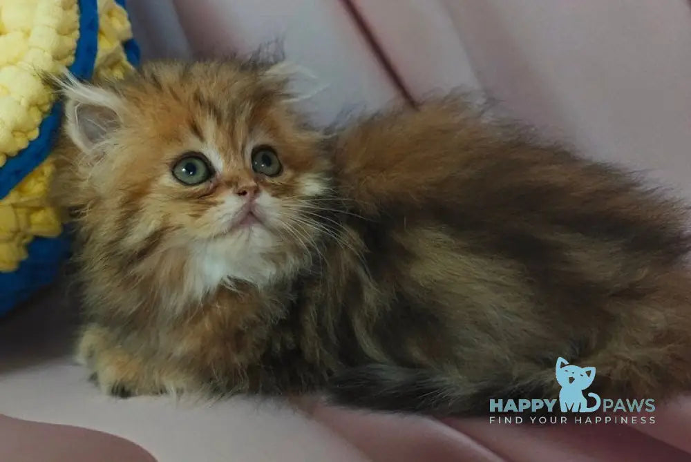 Xaomi Scottish Straight female black golden tabby live animals