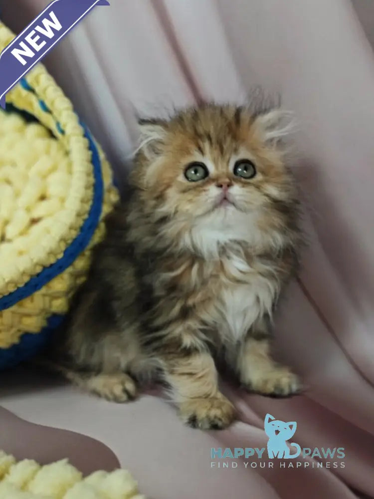 Xaomi Scottish Straight female black golden tabby live animals