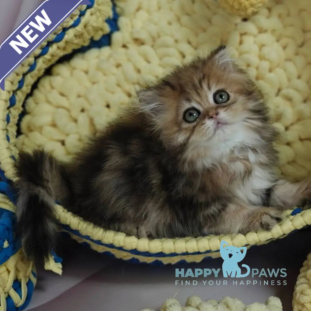 Xaomi Scottish Straight female black golden tabby live animals