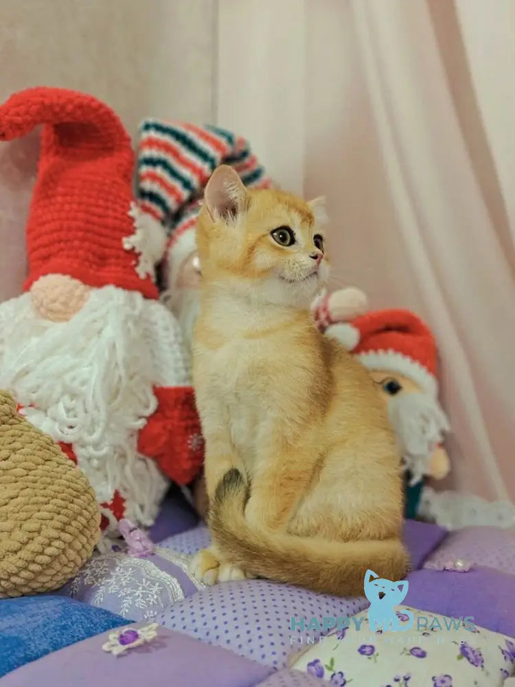 Xar Scottish Straight male black golden chinchilla live animals