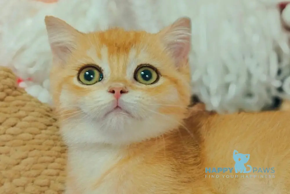 Xar Scottish Straight male black golden chinchilla live animals