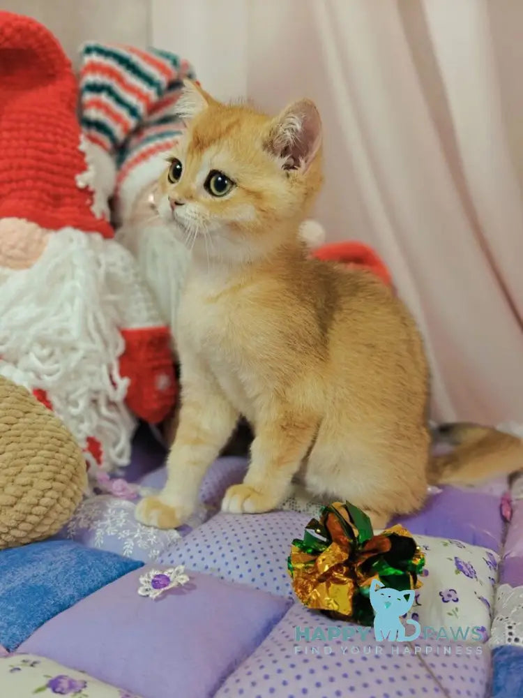 Xar Scottish Straight male black golden chinchilla live animals