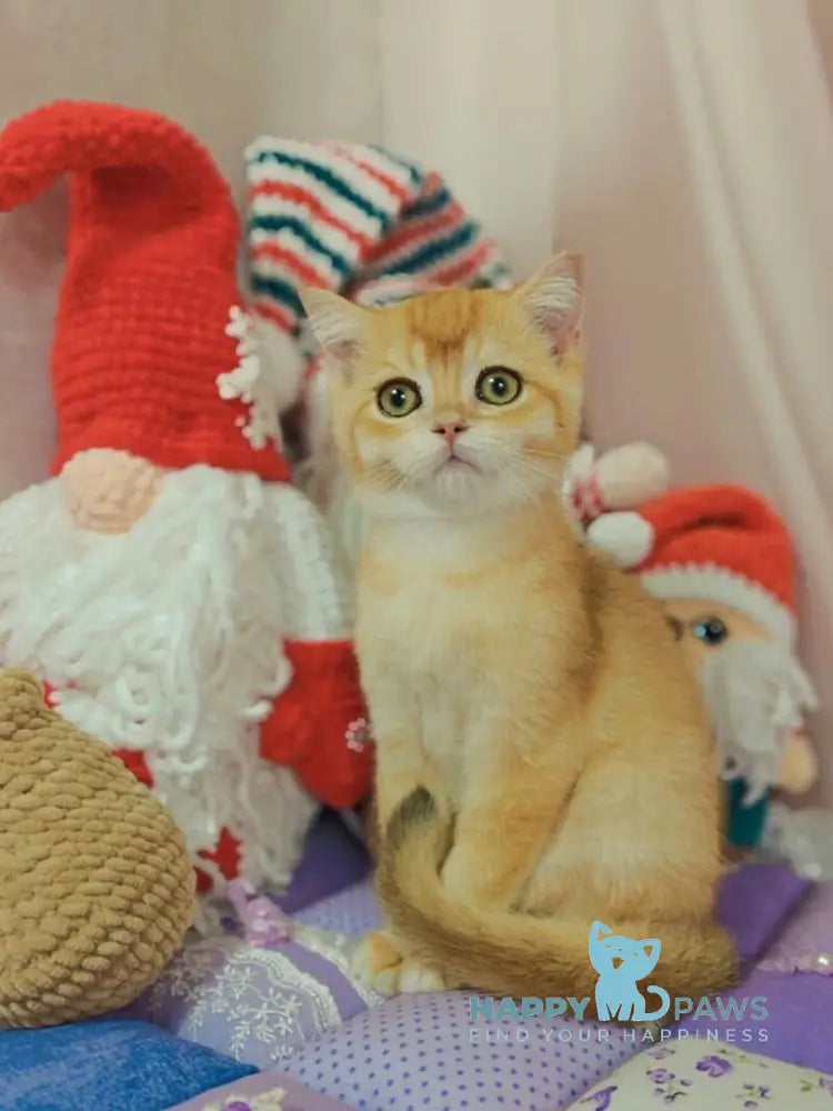 Xar Scottish Straight male black golden chinchilla live animals