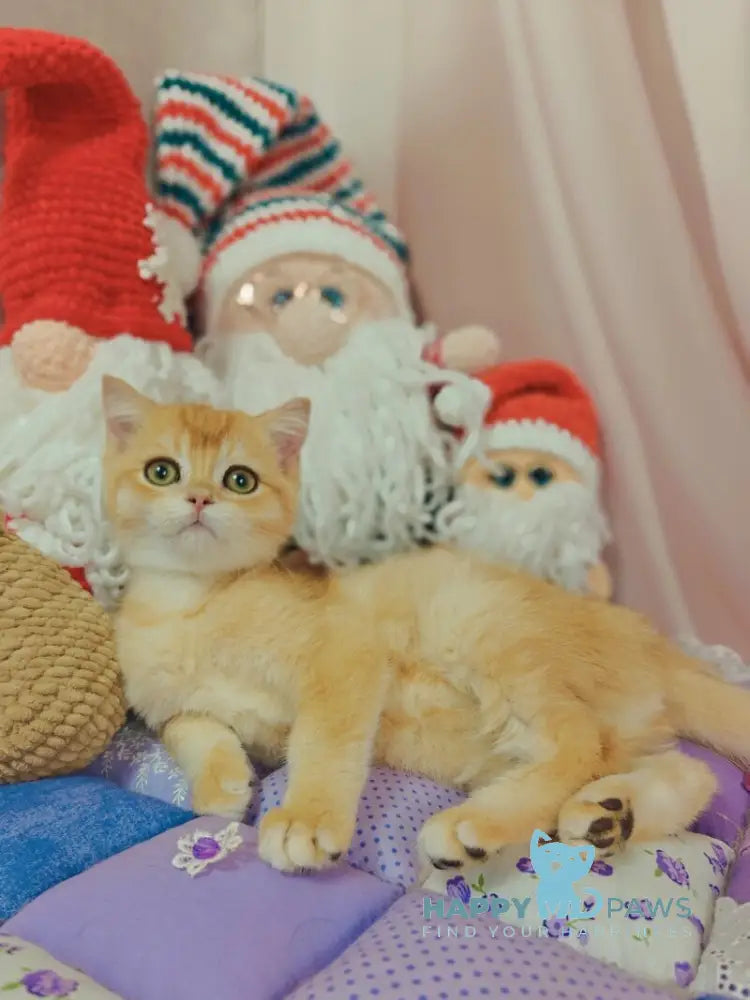 Xar Scottish Straight male black golden chinchilla live animals