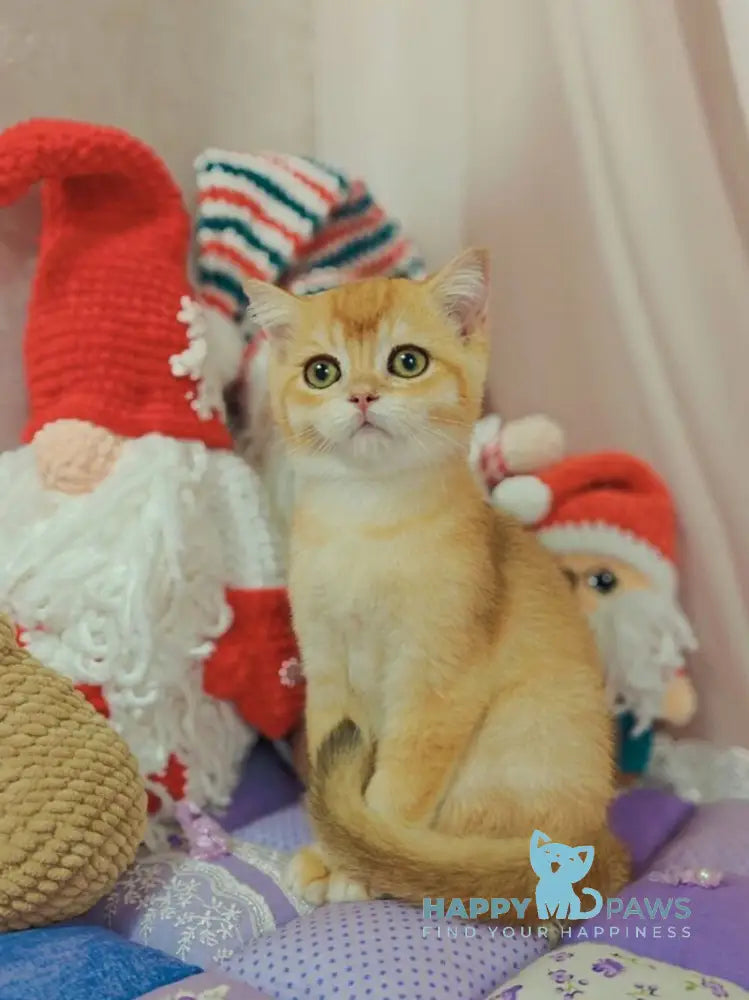 Xar Scottish Straight male black golden chinchilla live animals