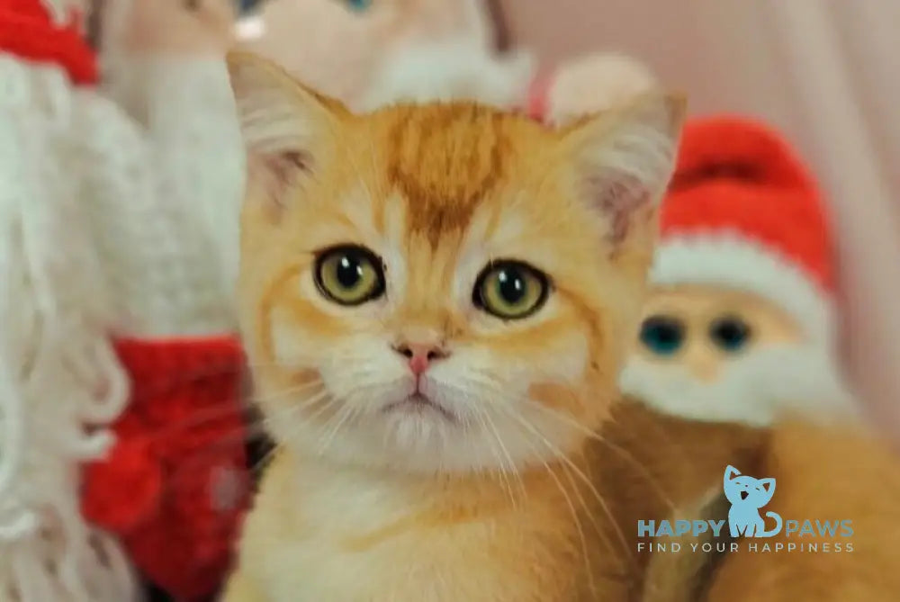 Xar Scottish Straight male black golden chinchilla live animals