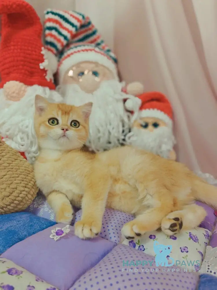 Xar Scottish Straight male black golden chinchilla live animals