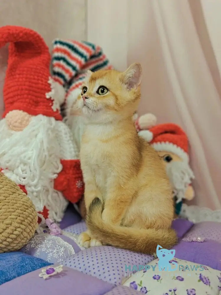 Xar Scottish Straight male black golden chinchilla live animals