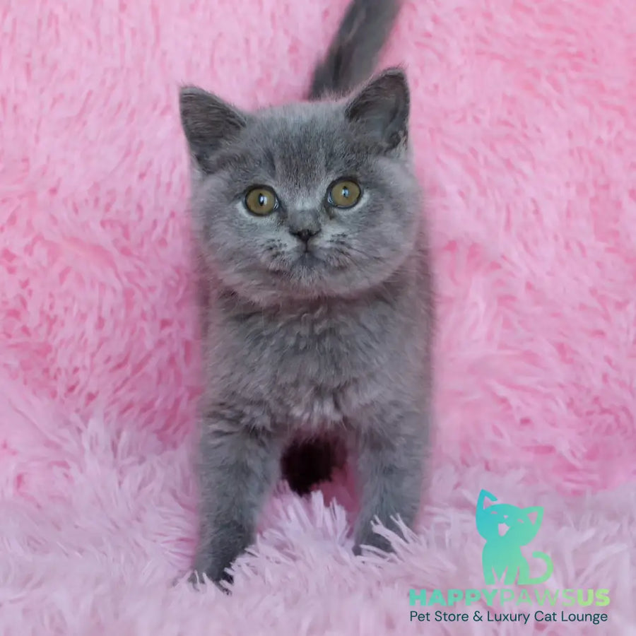 Xara British Shorthair female blue - live animals