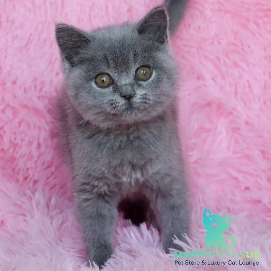Xara British Shorthair female blue - live animals