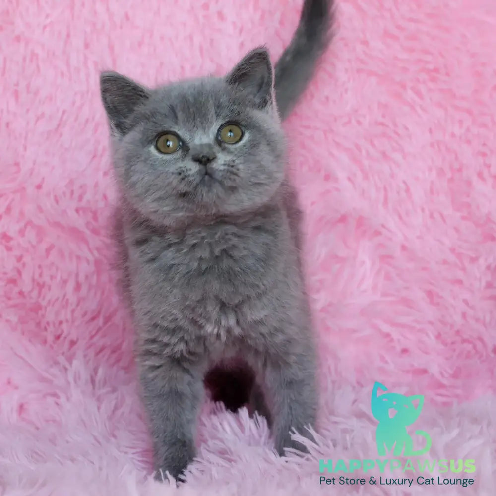 Xara British Shorthair female blue - live animals