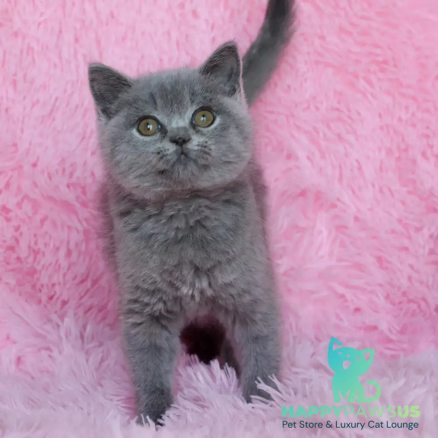 Xara British Shorthair female blue - live animals