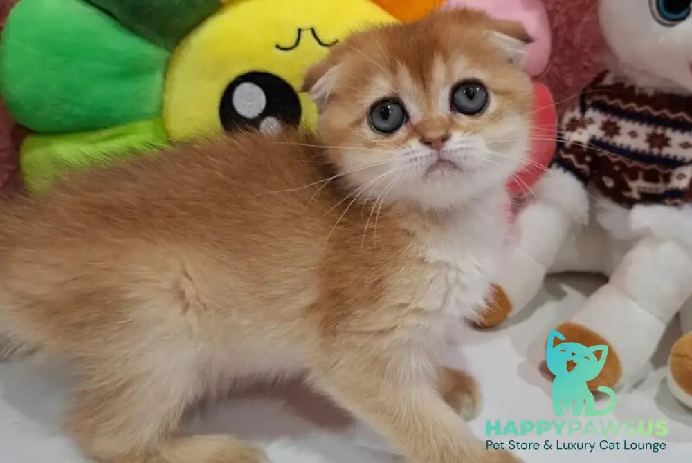 Xara Scottish Fold female black golden shaded - live animals