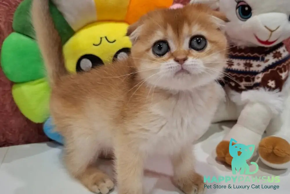 Xara Scottish Fold female black golden shaded - live animals
