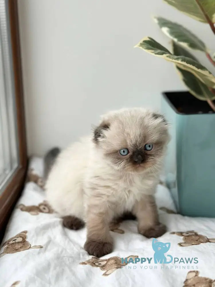 Xardi Scottish Fold male black pointed live animals