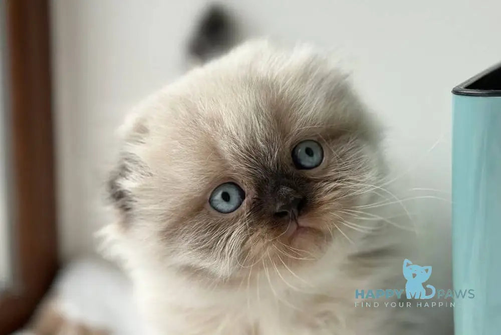 Xardi Scottish Fold male black pointed live animals