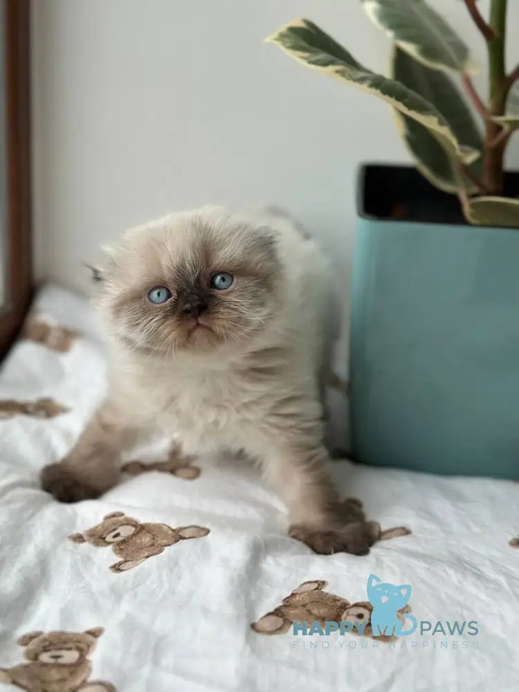 Xardi Scottish Fold male black pointed live animals