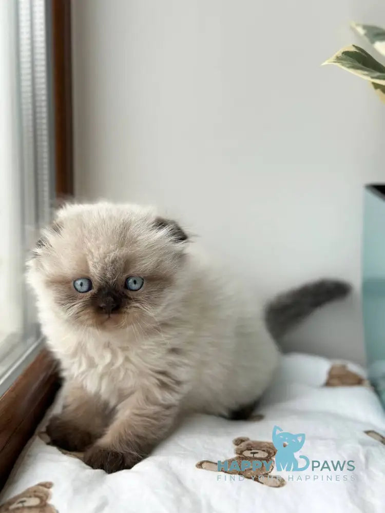 Xardi Scottish Fold male black pointed live animals