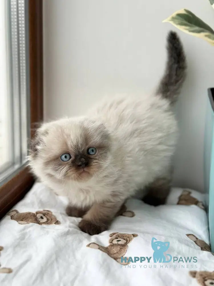 Xardi Scottish Fold male black pointed live animals