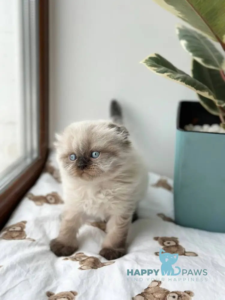 Xardi Scottish Fold male black pointed live animals