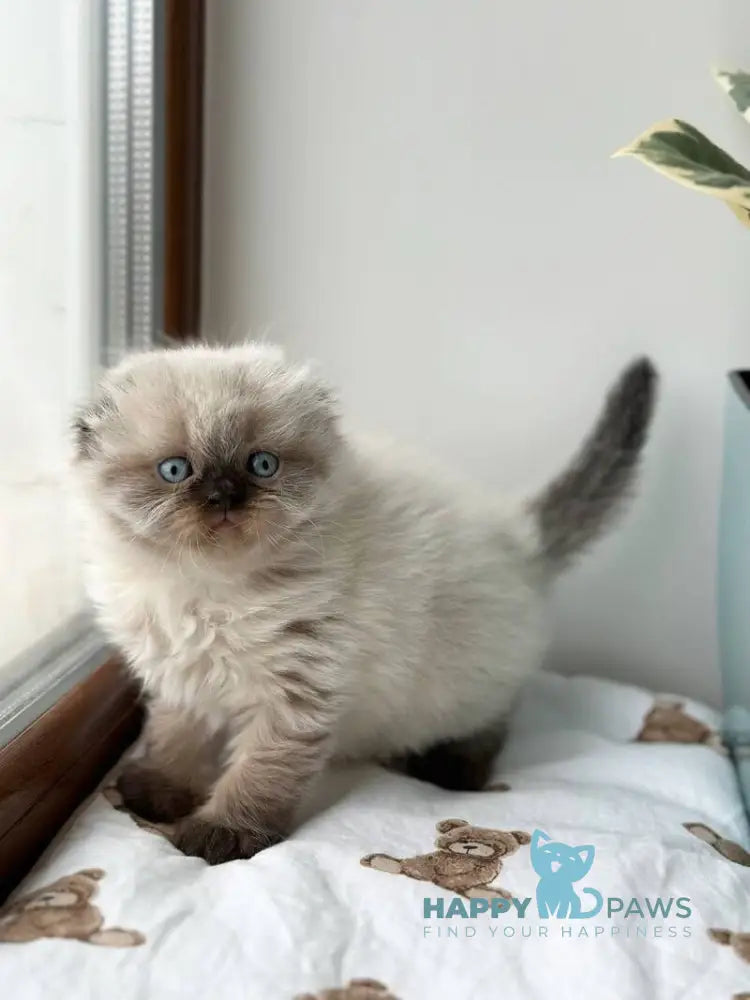 Xardi Scottish Fold male black pointed live animals