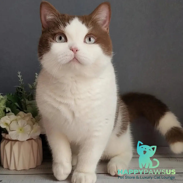 Xariton British Shorthair male cinnamon bicolour - live animals