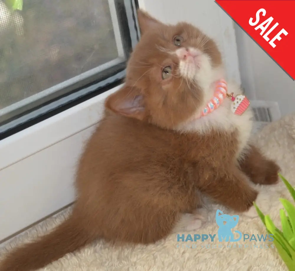Xarizma British Shorthair female cinnamon bicolour live animals