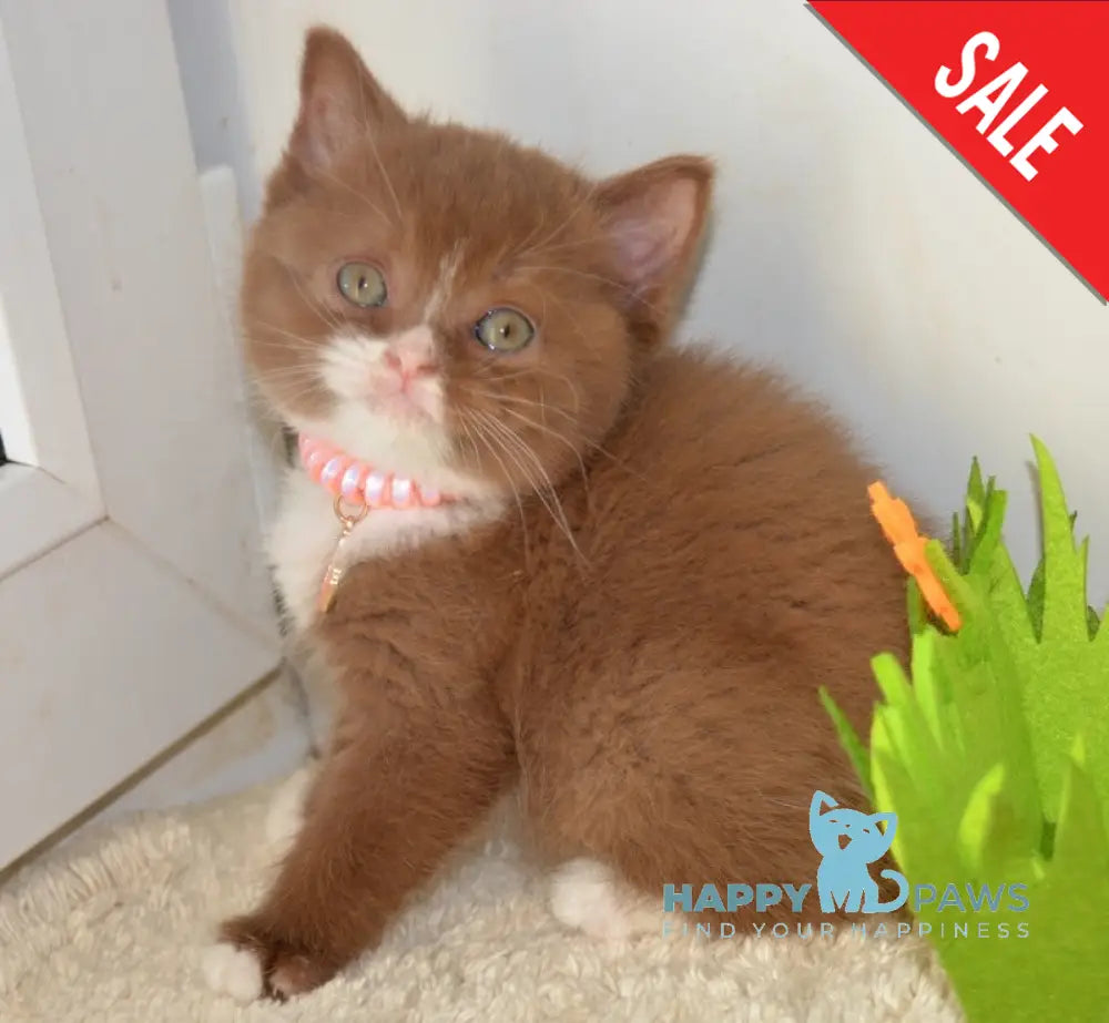 Xarizma British Shorthair female cinnamon bicolour live animals