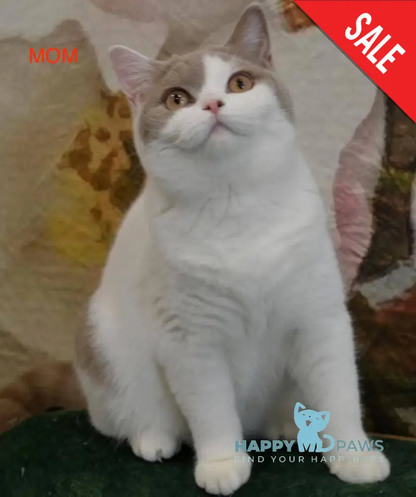 Xarizma British Shorthair female cinnamon bicolour live animals