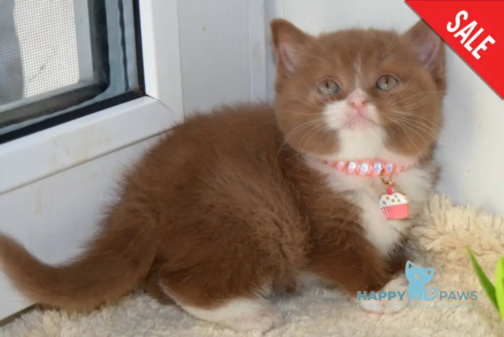 Xarizma British Shorthair female cinnamon bicolour live animals