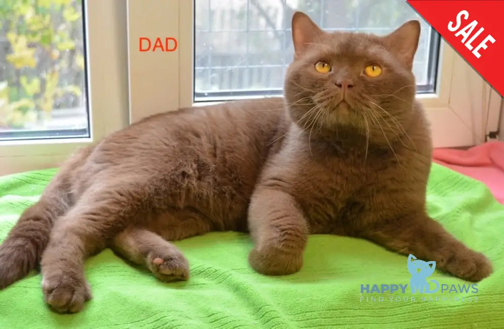 Xarizma British Shorthair female cinnamon bicolour live animals