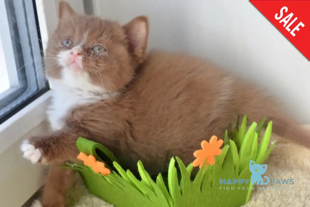 Xarizma British Shorthair female cinnamon bicolour live animals