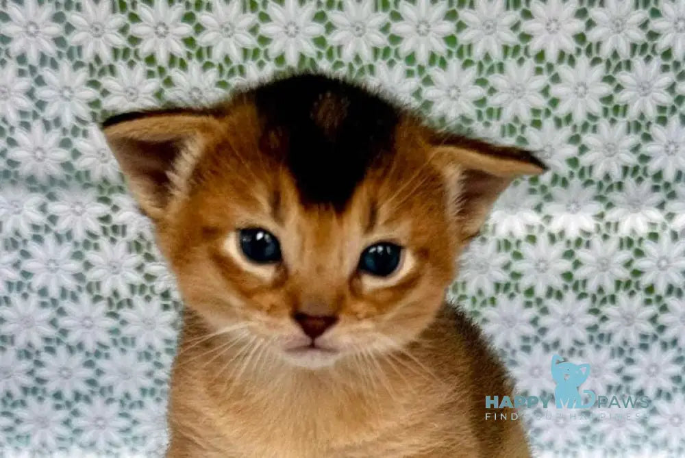 Xarles Abyssinian male ruddy live animals