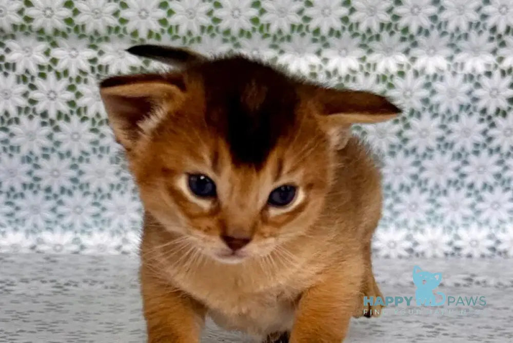 Xarles Abyssinian male ruddy live animals