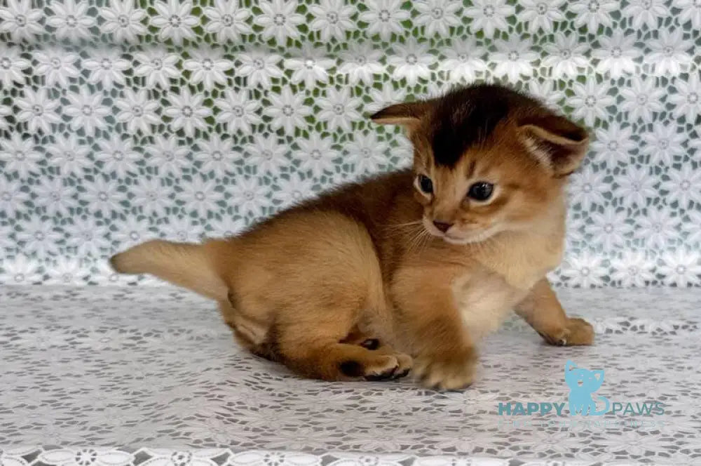 Xarles Abyssinian male ruddy live animals